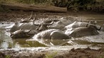 Mehrere Wasserbüffel suhlen sich in einem matschigen Tümpel