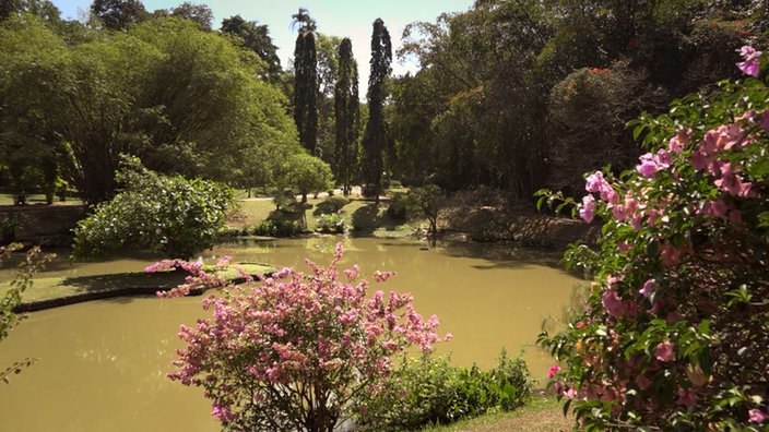 Blick über blühende Büsche auf einen Teich und Bäume