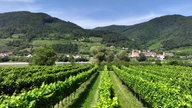 Weinanbau in der Wachau