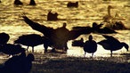 Wildgänse am Rhein im Licht der untergehenden Sonne