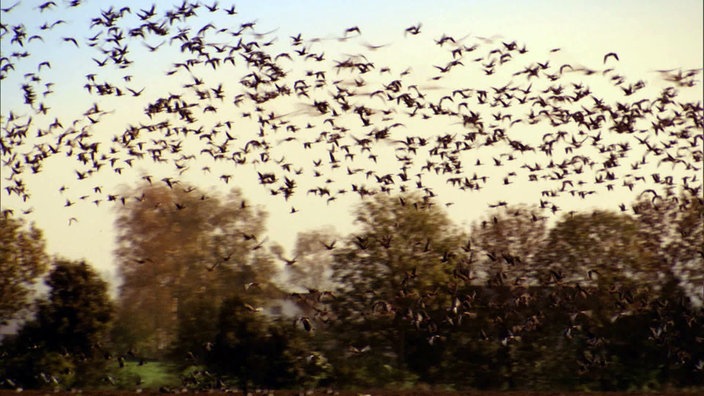 Auffliegende Wildgänse am Niederrhein