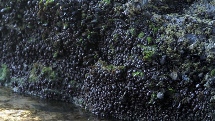 Felswand oberhalb des Meeresspiegels voller schwarzer Entenmuscheln