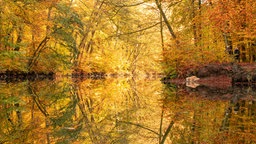 Ein Hund trinkt aus einem See im Herbstwald in Haltern am See