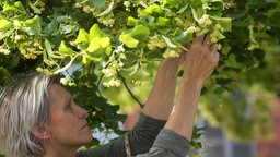 Eine Frau erntet die Blüten einer Linde.