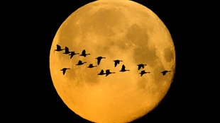 Vor einem Supermond fliegen Gänse. 