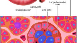 Bildungsort des Insulins, Beta-Zellen der Langerhans'schen Inseln