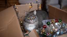 Eine Katze sitzt in einem Karton mit Weihnachtsdekoration