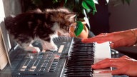 Katze auf dem Keyboard. 