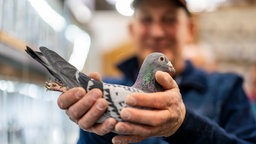 Mann hält eine Brieftaube in der Hand