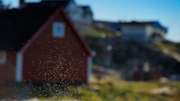 Verschmutzungen von Fliegen am Fenster