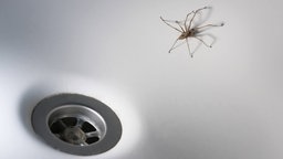 Spinne in der Badewanne.