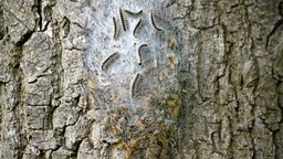 Nest des Eichenprozessionsspinners an einem Baum am Marschbahndamm in Kirchwerder, Hamburg.