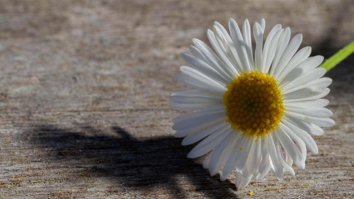 Nahaufnahme der Blüte des Spanischen Gänseblümchens. 