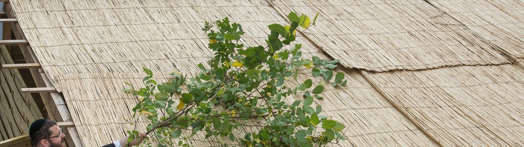 Die Rabbiner Yehuda Teichtal (hinten) und Shumel Segal (vorn) weihen in Berlin mit Laubzweigen die größte deutsche Laubhütte (hebräisch Sukka) ein. Das damit beginnende Laubhüttenfest Sukkot ist die jüdische Erntedankfeier.