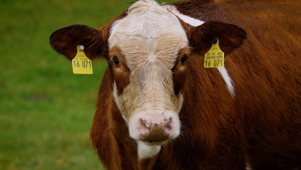 Eine Kuh steht auf einer Wiese