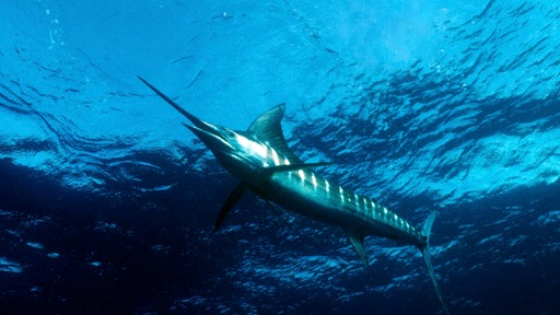 Der Marlin ist der schnellste Fisch der Meere – er erreicht bis zu 110 km/h