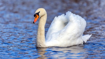 Ein Schwan schwimmt in einem Gewässer