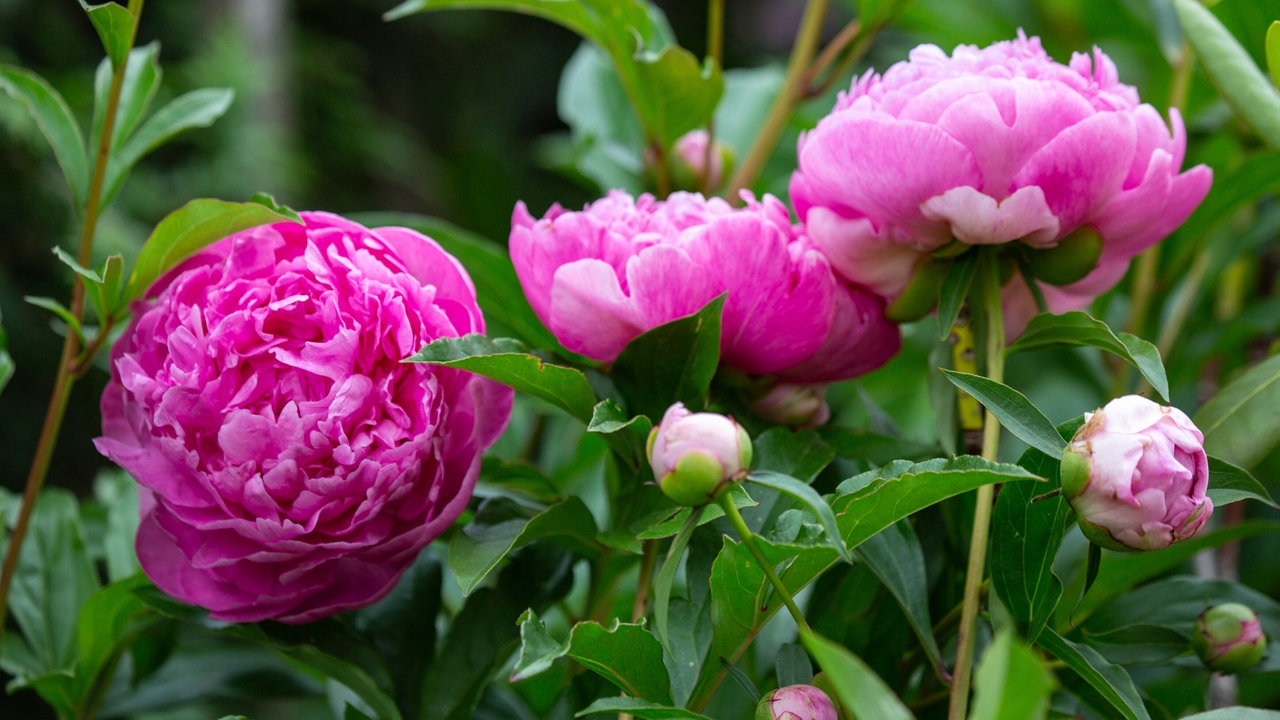 Pinke Pfingstrosen in einem Garten.