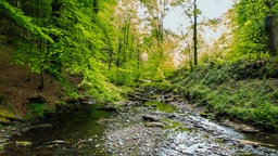 Bach im Nationalpark Eifel