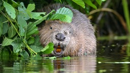 Biber steht im Wasser