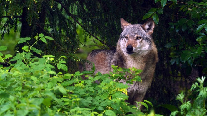 Gemeiner Wolf (Canis lupus lupus), steht am Waldrand, Vorderansicht