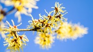 Gelbe Blüten einer Chinesischen Zaubernuss