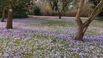 Blühende Blumenwiese 