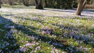 Blumenwiese in der Kölner Flora im Frühling