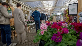 Wahlberechtigte stehen in einem Wahllokal in einem Gewächshaus eines Gartenbaubetriebs in Köln-Hahnwald