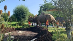 Dinosaurier wird zu neuem Standort getragen. 