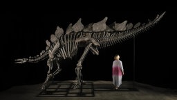 Eine Frau neben Stegosaurus-Skelett 