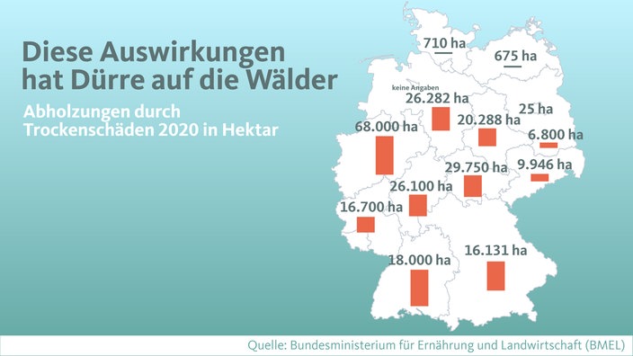 Diese Auswirkungen hat Dürre auf die Wälder 