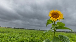 Dunkle Wolken