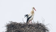 Nordrhein-Westfalen, Lübbecke: Ein Storch (Weißstorch) sitzt auf einem Storchennest, das auf einem alten Schornstein befestigt ist.