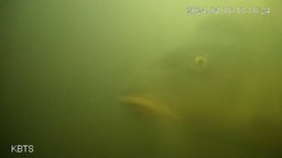 Unterwasseraufnahme eines Fisches an der Fischklingel in Utrecht