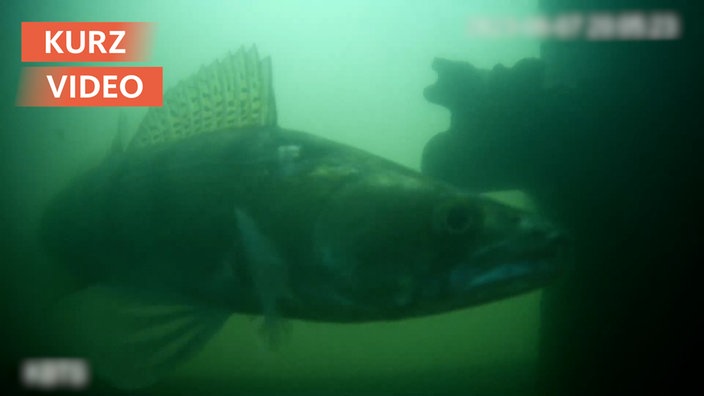 Fische an der Fischklingel in Utrecht 