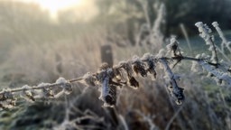 Mit Frost überzogener Zweig