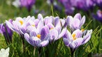 Frühlingsblumen im Nordpark in Düsseldorf