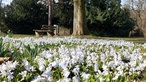 Eine blühende Frühlingswiese im Park