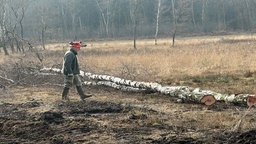 Ein Arbeiter geht über eine lichte Waldfläche