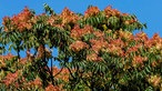 Götterbaum mit Blüten