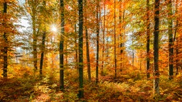 Ein herbstlicher Rotbuchenwald im Sonnenschein