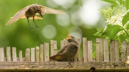 Weiblicher Hausrotschwanz füttert im Flug seinen Jungvogel