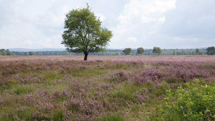 Truppenübungsplatz im Naturschutzgebiet Senne