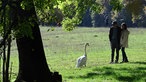 Ein Schwan im Kölner Grüngürtel steht zwei Spaziergängern gegenüber.