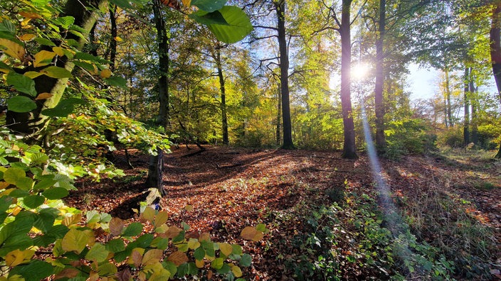 Herbstwaldaufnahme in Bad Salzuflen / Bergkirchen