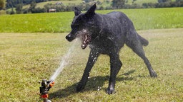 Hund spielt mit Sprenkelanlage