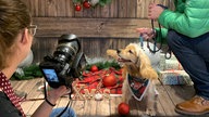 Ein Hund mit Halsband wird beim Hundeweihnachtsmarkt in Bad Sassendorf fotografiert.