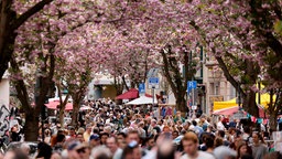 Kirschblüte in der Bonner Altstadt