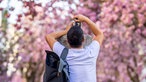 Tourist fotografiert Kirschblüte in der Bonner Altstadt